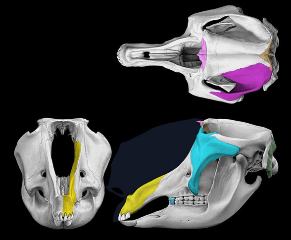 Palorchestes skull