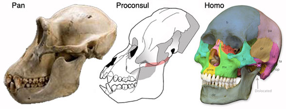 Pan Proconsul