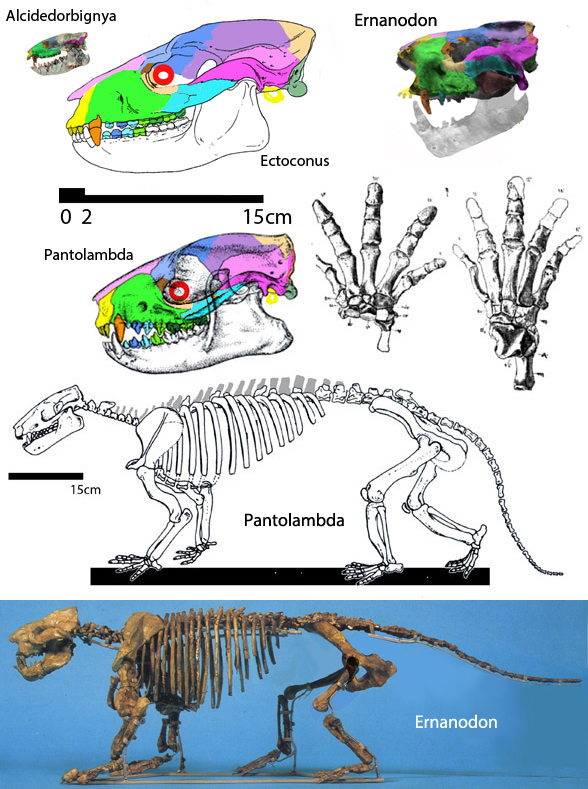 Pantolambda compared to Ectoconus