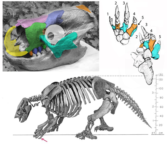 Paramylodon