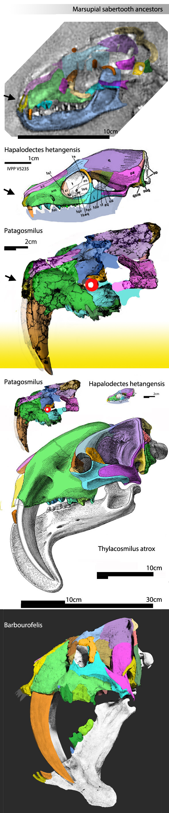 Patagosmilus and Thylacosmilus