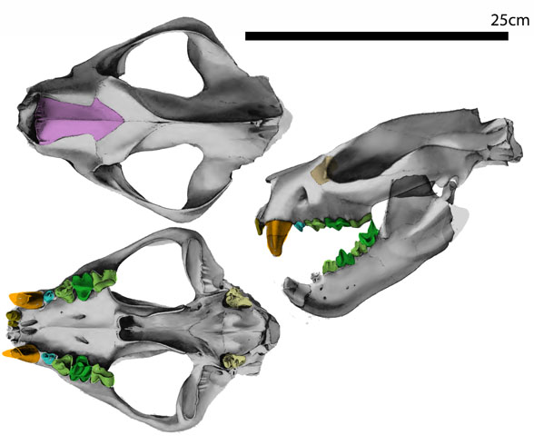 Patriofelis skull 3 views