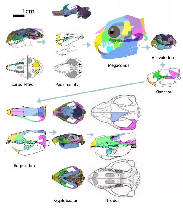 Taxa in the lineage of multituberculates