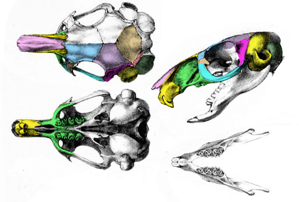 Pectinator skull