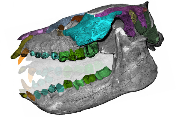 Periphragnis skull