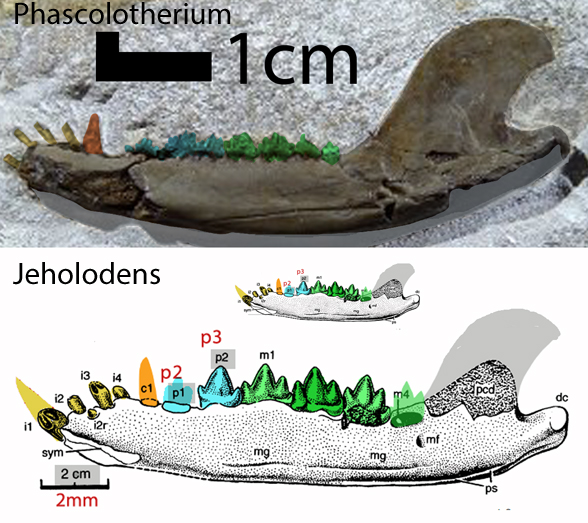 Phascolotherium