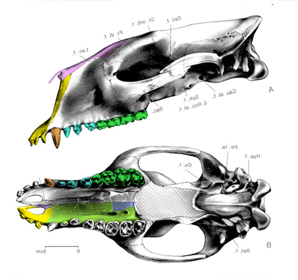 Phenacodus skull diagram