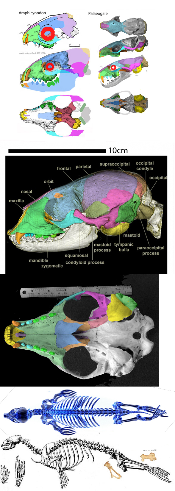 Phoca