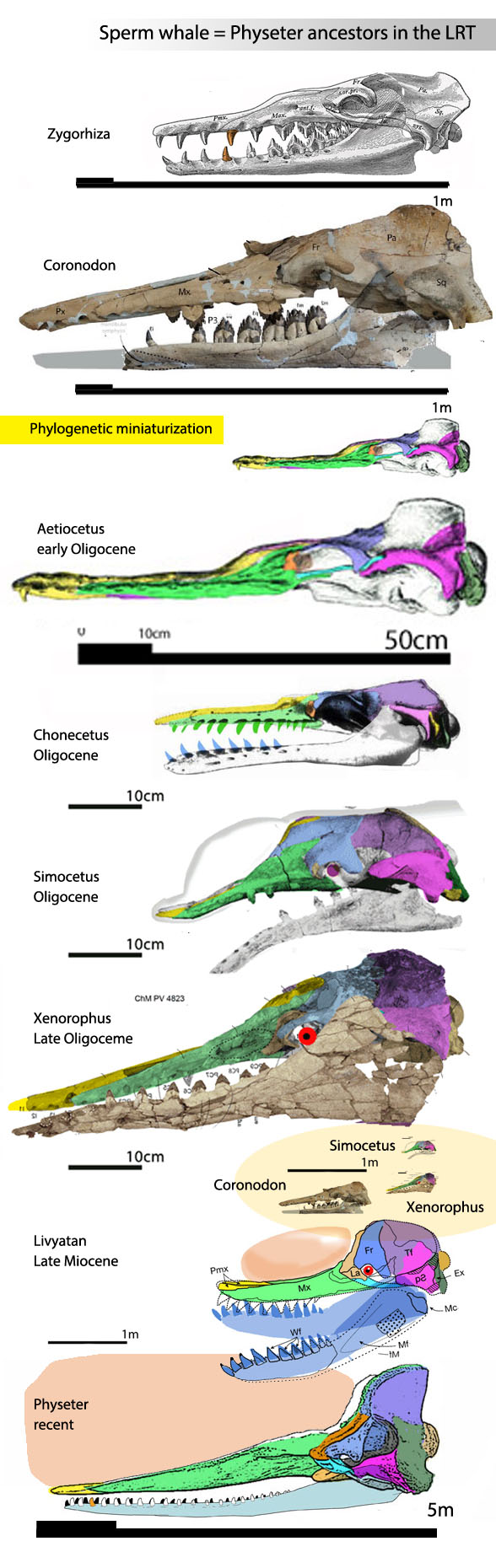 physeter evolution