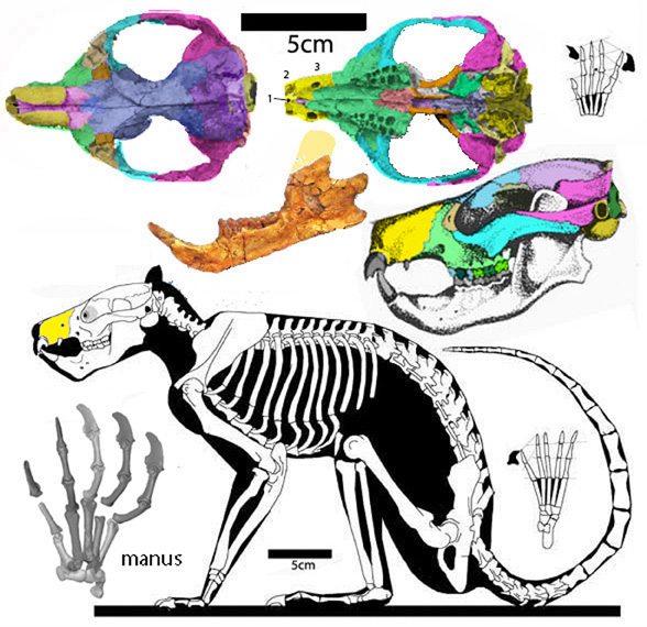 Plesiadapis