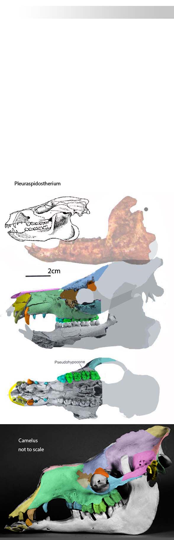 pleurospidotherium