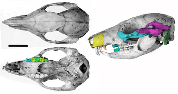 Potorous skull