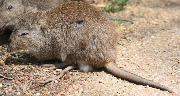 Potorous tridactylus in vivo