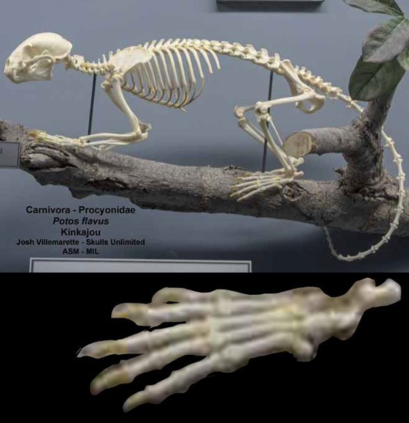 Potos skeleton