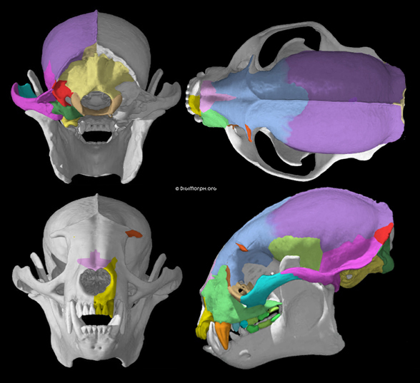 Potos skull