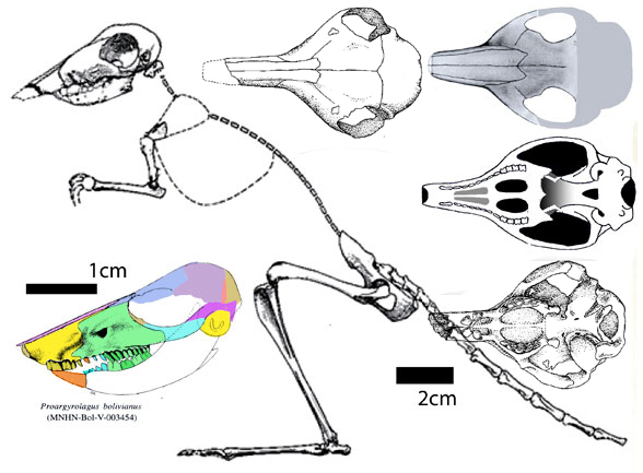 Arygyrolagus and Proargyrolagus