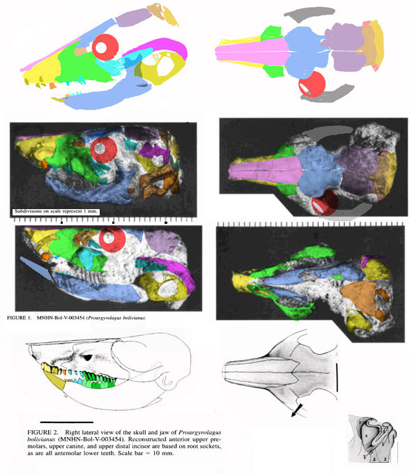 Proargyrolagus skull