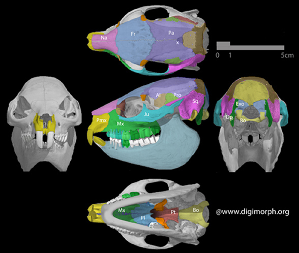 Procavia skull