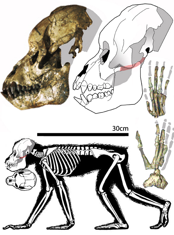 proconsul.htm