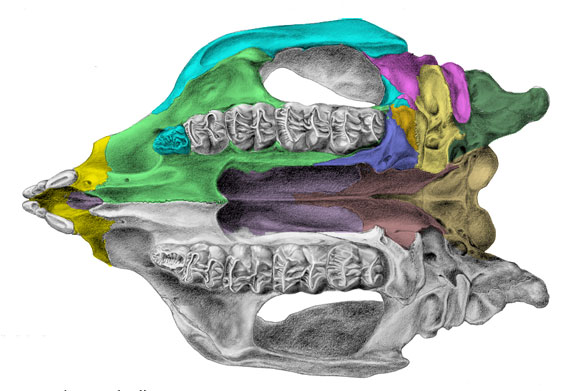 procoptodon palate