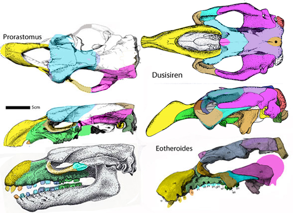 Prorastomus skull