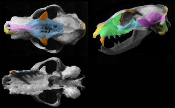 Proteles skull