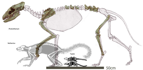 Protictitherium compared to Tupaia