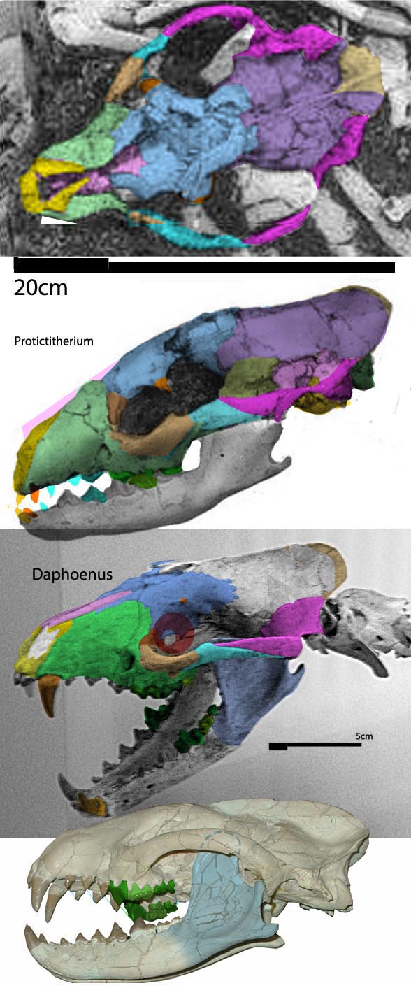 Protictitherium