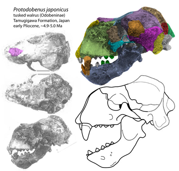 Protodobenus