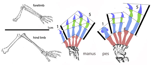 Pseudocheirus manus pes