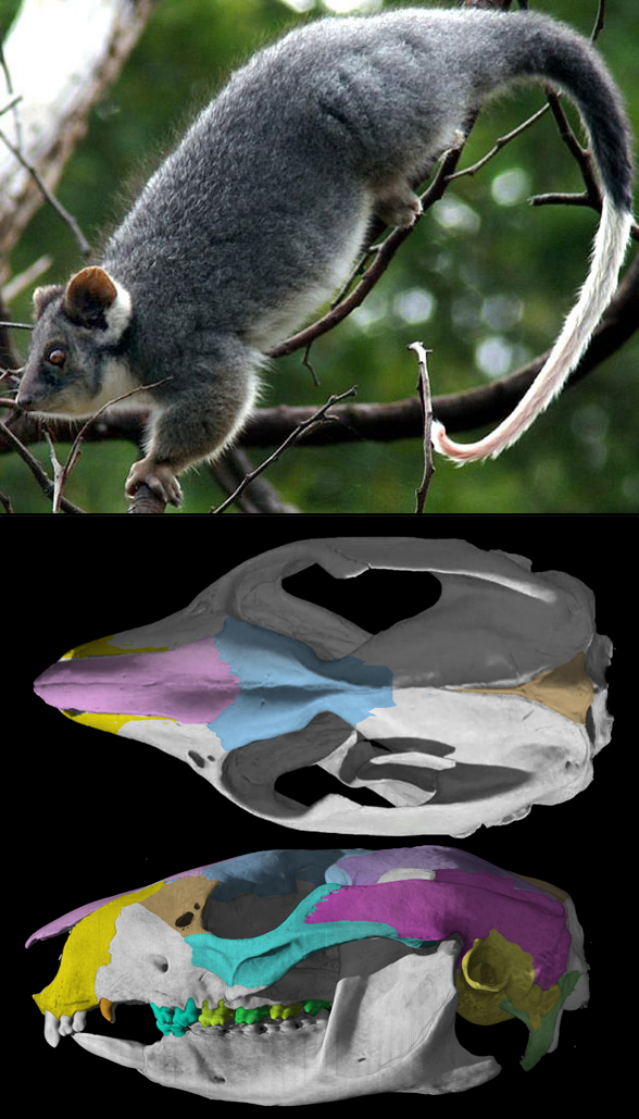 Pseudocheirus skul and invivo