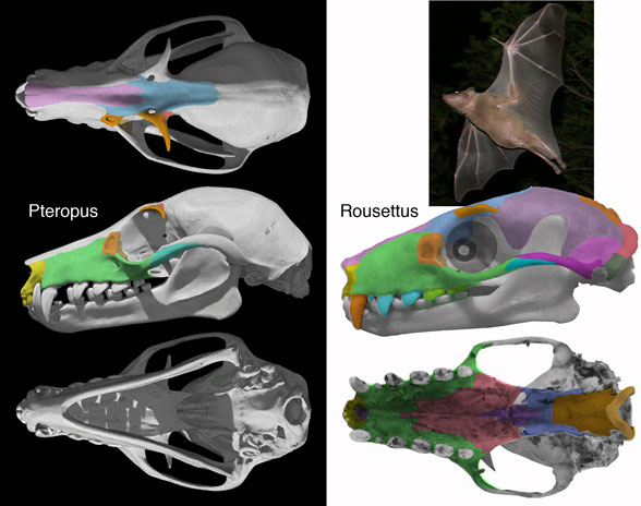 Rousettus and Peteropus skull compared