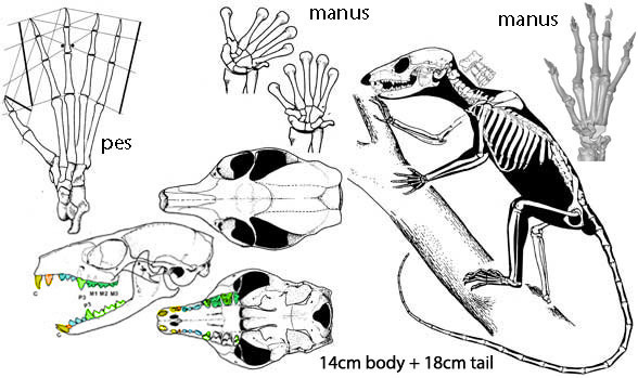 Ptilocercus