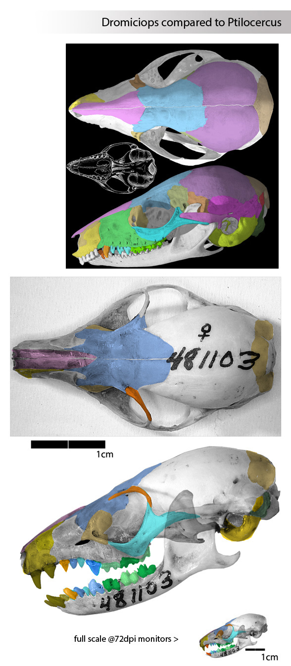 Ptilocercus skull