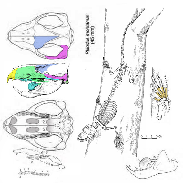 Ptilodus