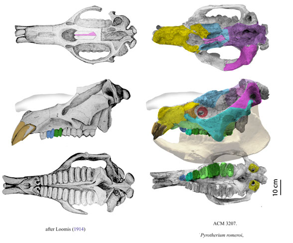 Pyrotherium skull traditional and revised