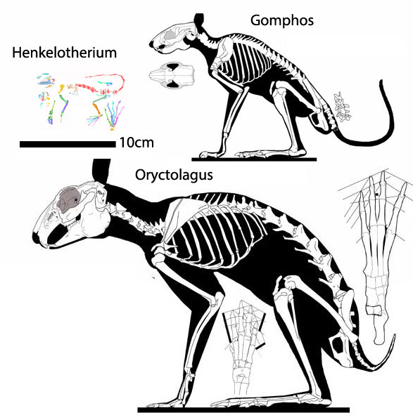 Rabbit ancestors