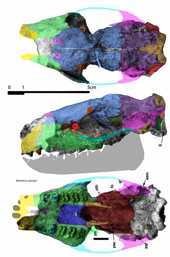 Radinskya skull