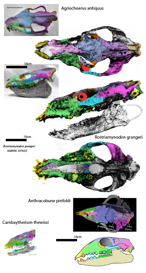 Rostriamynodon grangeri