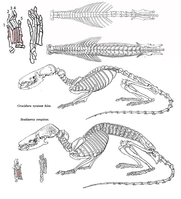 Scutisorex, hero shrew