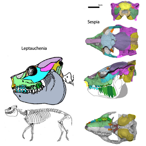 Sespia skull