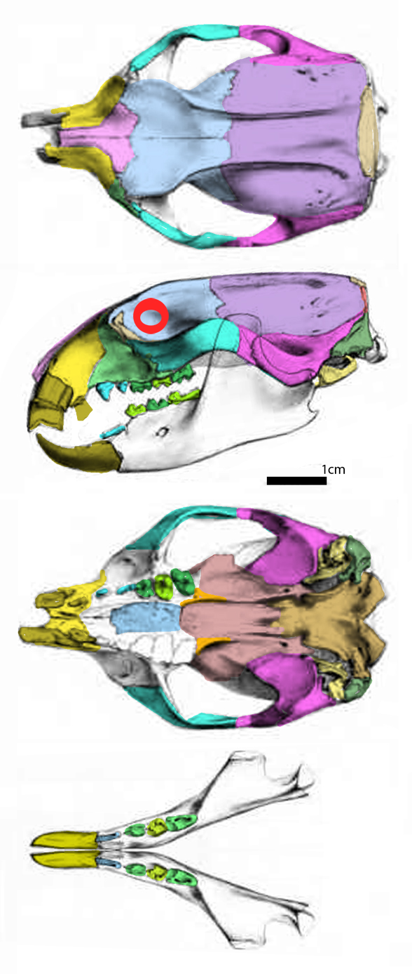 Sinclairella skull