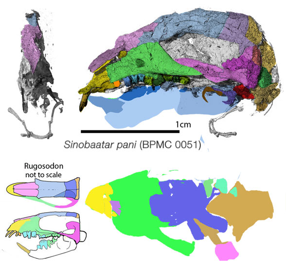 Sinobaatar skull