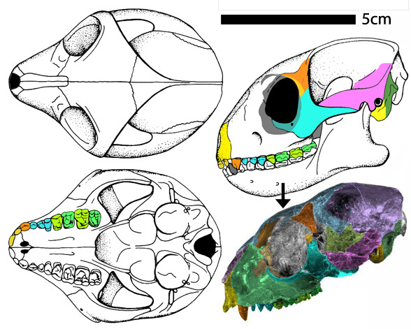 smilodectes skull diagram