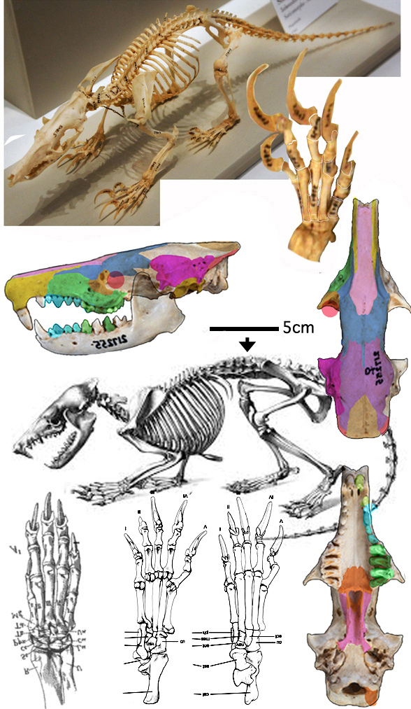 Solenodon