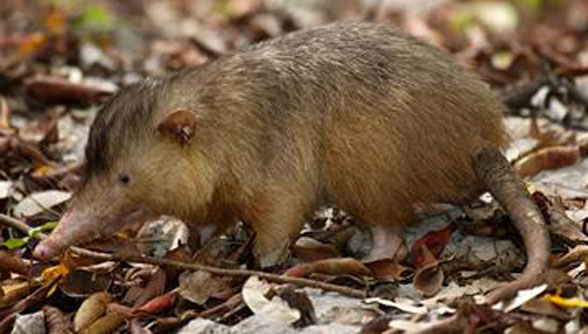 Solenodon in vivo