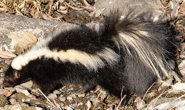 Striped skunk Mephitis