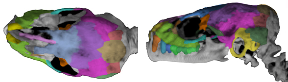 Tadarida skull