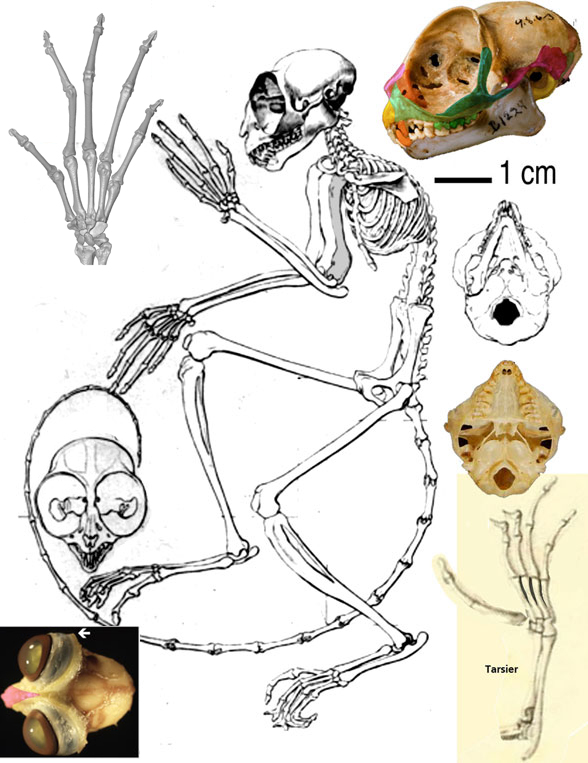 Tarsius