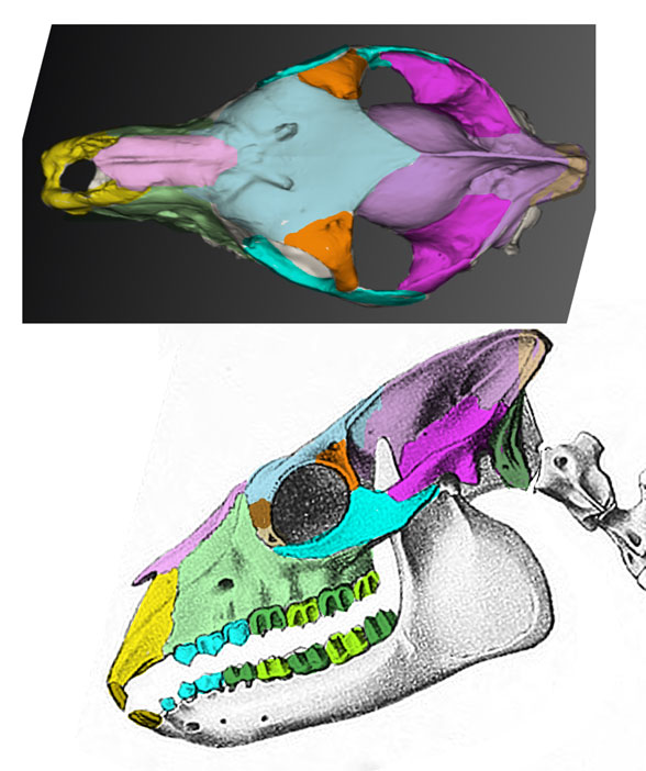 Thoatherium skull